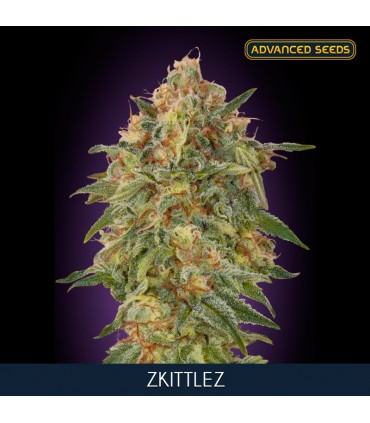 Zkittlez    10+3 u. fem. Advanced Seeds