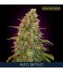 Auto Zkittlez     3+1 u. fem. Advanced Seeds