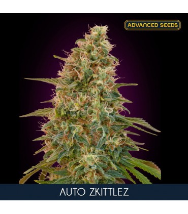 Auto Zkittlez     3+1 u. fem. Advanced Seeds