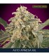 Auto Amnesia XXL 100 u. fem. Advanced Seeds
