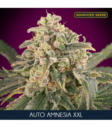 Auto Amnesia XXL 100 u. fem. Advanced Seeds