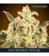 Auto Biodiesel Mass XXL  25 u. fem. Advanced Seeds