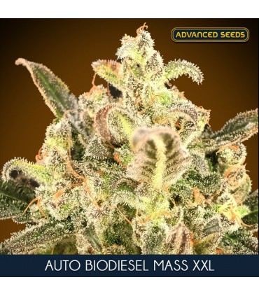 Auto Biodiesel Mass XXL 100 u. fem. Advanced Seeds