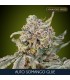 Auto Somango Glue    3+1 u. fem. Advanced Seeds