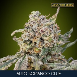 Auto Somango Glue    3+1 u. fem. Advanced Seeds