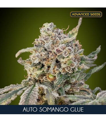 Auto Somango Glue    3+1 u. fem. Advanced Seeds