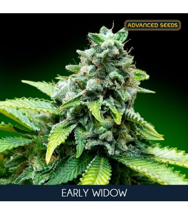 Early Widow    3 + 1 u. fem. Advanced Seeds