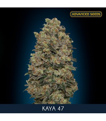Kaya 47 -  10 + 3 u. fem. Advanced Seeds