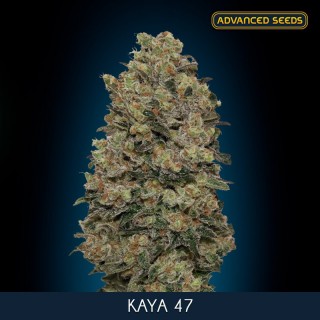 Kaya 47 -    3 + 1 u. fem. Advanced Seeds