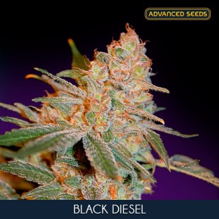 Black Diesel 10 + 3 u. fem. Advanced Seeds