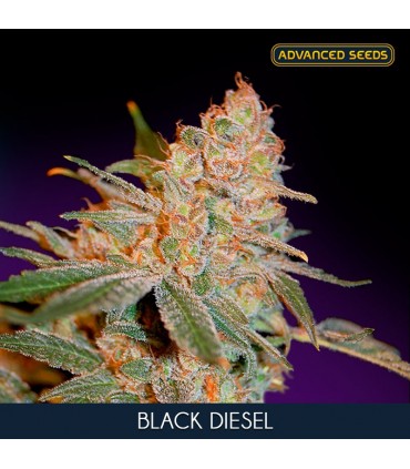Black Diesel  3 + 1 u. fem. Advanced Seeds