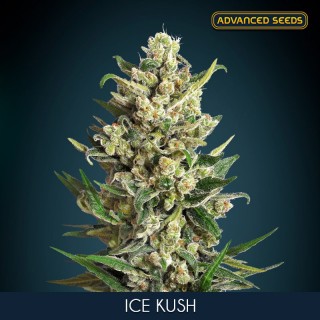 Ice Kush 10 + 3 u. fem. Advanced Seeds