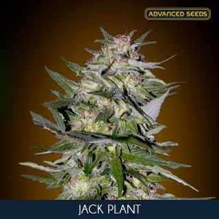 Jack Plant    3 + 1 u. fem. Advanced Seeds