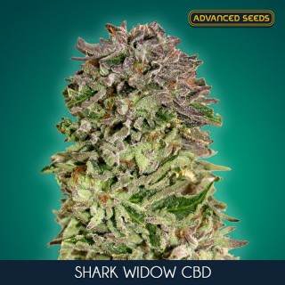 Shark Widow CBD 10 u. fem. Advanced Seeds