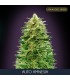 Auto Amnesia 10 + 3 u. fem. Advanced Seeds