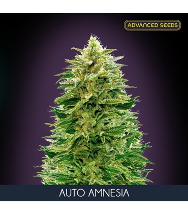 Auto Amnesia 10 + 3 u. fem. Advanced Seeds