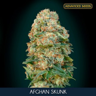 Afghan Skunk fem. Advanced Seeds