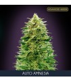 Auto Amnesia fem. Advanced Seeds