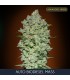 Auto Biodiesel Mass fem. Advanced Seeds