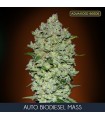 Auto Biodiesel Mass fem. Advanced Seeds