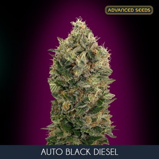 Auto Black Diesel fem. Advanced Seeds