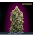 Auto Black Diesel fem. Advanced Seeds