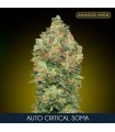 Auto Critical Soma fem. Advanced Seeds