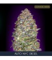 Auto New York City Diesel fem. Advanced Seeds