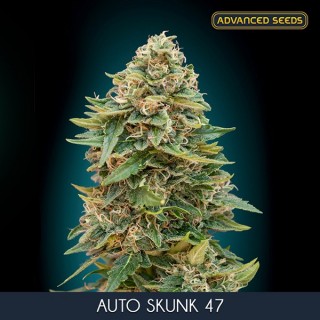 Auto Skunk 47 - fem. Advanced Seeds