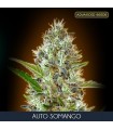 Auto Somango fem. Advanced Seeds