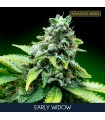 Early Widow fem. Advanced Seeds