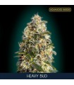 Heavy Bud fem. Advanced Seeds