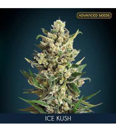Ice Kush fem. Advanced Seeds