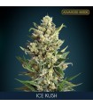 Ice Kush fem. Advanced Seeds