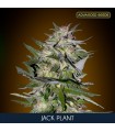 Jack Plant fem. Advanced Seeds