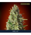 Kali 47 - fem. Advanced Seeds