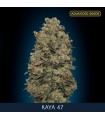 Kaya 47 - fem. Advanced Seeds