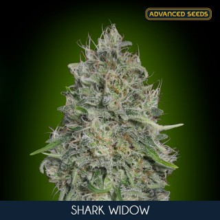 Shark Widow fem. Advanced Seeds