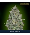 Shark Widow fem. Advanced Seeds