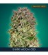 Shark Widow CBD fem. Advanced Seeds