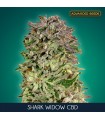 Shark Widow CBD fem. Advanced Seeds