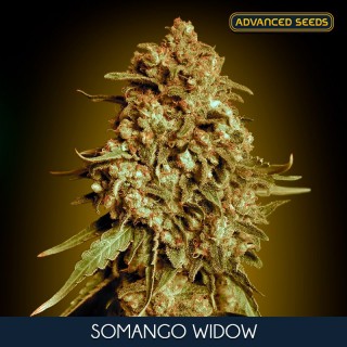 Somango Widow fem. Advanced Seeds