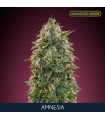 Amnesia fem. Advanced Seeds