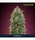 Amnesia   3 + 1 u. fem. Advanced Seeds