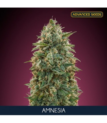 Amnesia  10 + 3 u. fem. Advanced Seeds