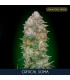 Critical Soma  25 u. fem. Advanced Seeds