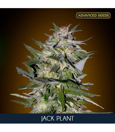 Jack Plant  25 u. fem. Advanced Seeds