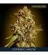 Somango Widow 25 u. fem. Advanced Seeds