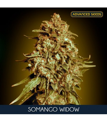 Somango Widow 25 u. fem. Advanced Seeds