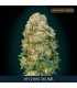 Afghan Skunk 100 u. fem. Advanced Seeds